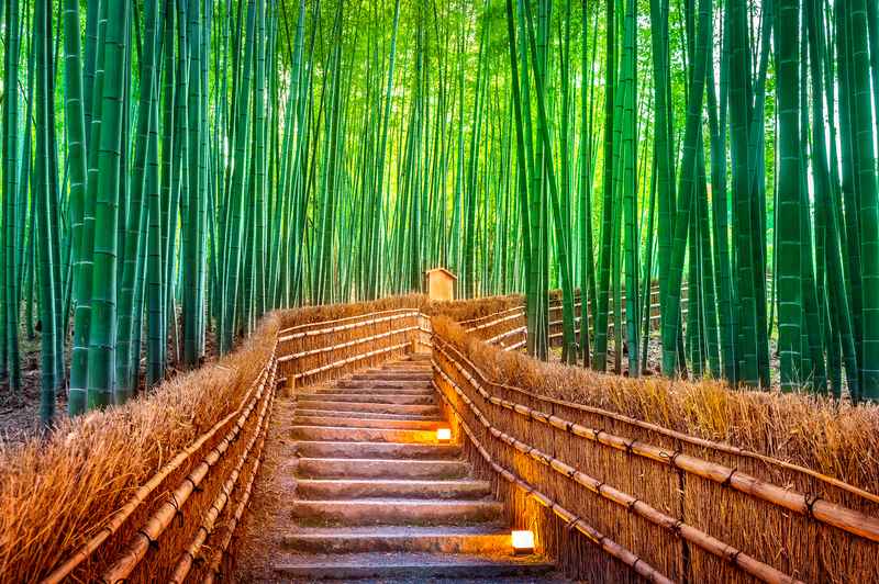 Bamboo forest in Japan - jeugdreizen naar Japan